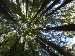 Sequoia canopy
